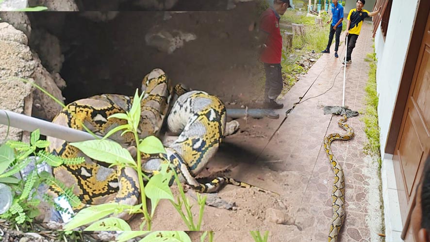 Tanpa Alat, Petugas Damkar Tangkap Ular Besar Modal Nekad dan Peduli