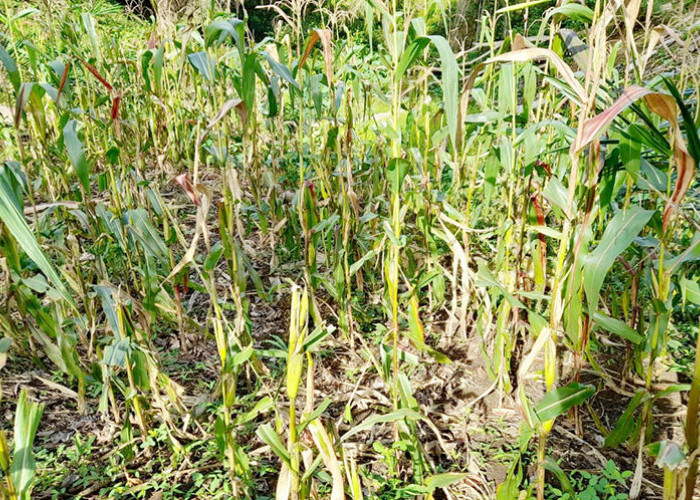 Tak Mampu Atasi Serangan Monyet, TPKK Desa Sido Makmur Kibarkan Bendera Putih
