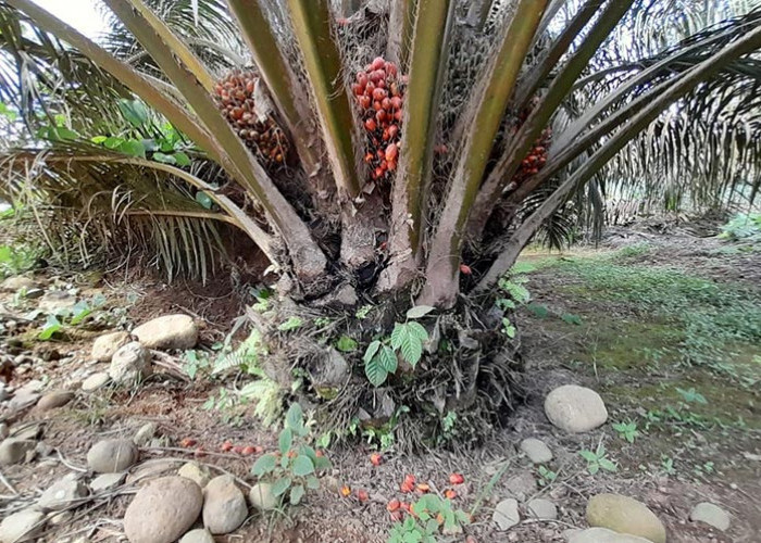 Kenali Ciri-ciri Buah Sawit yang Siap Dipanen