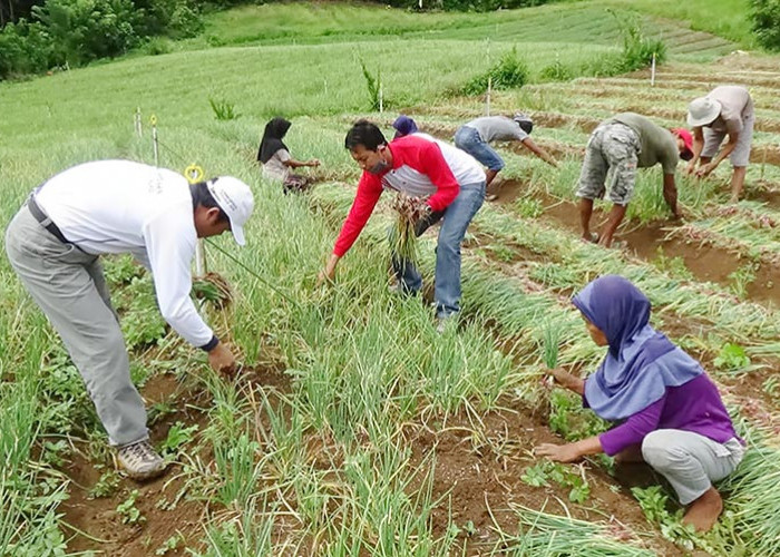 Dinas Pertanian Dorong Petani dari Budidaya Menjadi Budaya Tanam Bawang Merah 