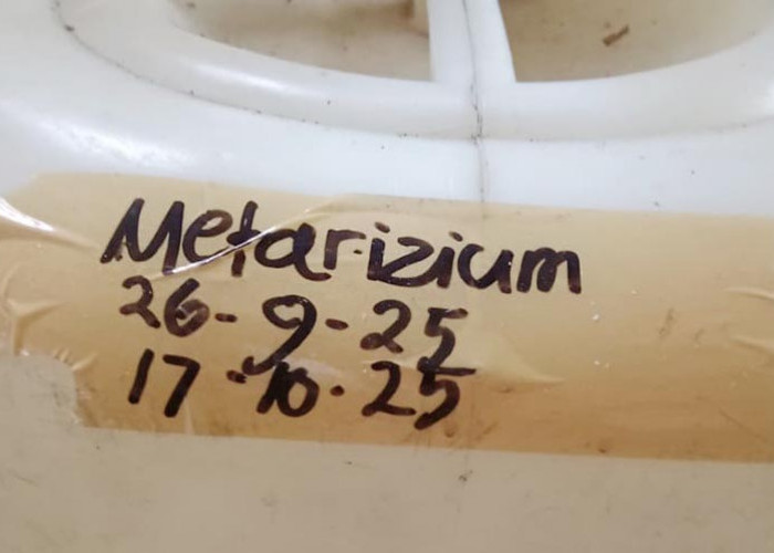 Produk Organik Terbukti Efektif Atasi Hama dan Penyakit Tanaman di Mukomuko