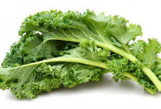 Kale, Sayur Bernutrisi Tinggi Yang Baik Bagi Tubuh Dengan Segudang Manfaat