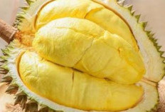 8 Efek Makan Durian: Manfaat Luar Biasa hingga Risiko yang Perlu Diwaspadai!