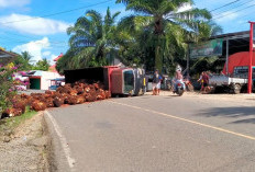 Over Tonase Bos! Dum Truk Muatan TBS Sawit Terguling 