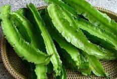 Kacang Kecipir, Si Hijau Mungil yang Kaya Manfaat