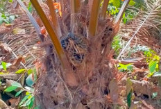 Begini Perkembangan Industri Kelapa Sawit di Indonesia