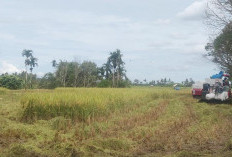 Petani Kecamatan Lubuk Pinang Mayoritas Masih Mengandalkan Kimia