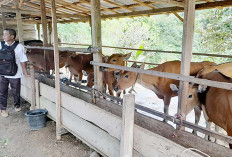 Populasi Sapi Meningkat, Waspadai Serangan Penyakit Ngorok