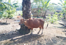 2 Ekor Sapi Warga Pondok Tengah Diduga Diembat Maling