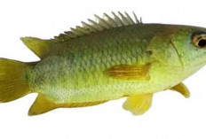 Ikan Betok, Si Raja Lumpur yang Kaya Manfaat dan Cita Rasa