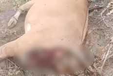 Bangkai Sapi di Talang Petai Kembali Didatangai Harimau, Hari Ini BKSDA Turun ke Lokasi