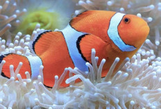 Mengenal Lebih Dekat Ikan Nemo Si Jingga Cantik yang Menawan Hati 