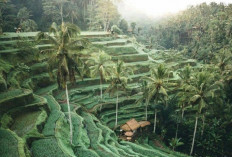 Tegalalang Rice Terrace Surga Fotografi di Ubud