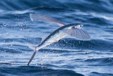 Ikan Terbang, Si Penari Angin Samudra