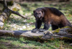 Wolverine Si Pembunuh Bercakar yang Menawan