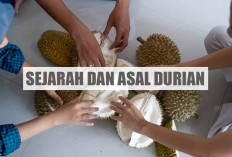 Disukai Banyak Kalangan, Ternyata Ini Sejarah Durian dan Asalnya hingga Bisa Sampai di Indonesia