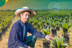 Cukup Menggiurkan! Begini Produksi Sawit Per Hektar
