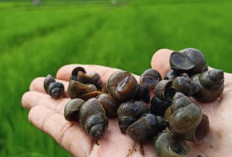 Terkuak! Rahasia Keong Sawah yang Jarang Diketahui