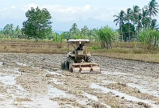 Petani di Lubuk Gedang Mulai Turun Ke Sawah