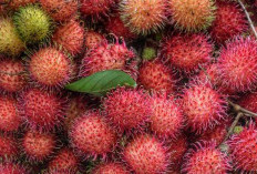 Segar dan Kaya Nutrisi: 10 Manfaat Luar Biasa Buah Rambutan untuk Kesehatan Anda