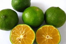 Jeruk Kasturi Aroma Harum yang Memikat,  Manfaat Sejuta Umat