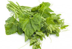 Daun Labu: Sayuran Murah Meriah dengan Segudang Nutrisi