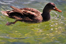 Kenapa Bebek Tidak Basah Saat Berenang di Air? ini Jawabannya