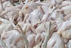 Menjelang Ramadhan Harga Ayam Potong Mengalami Kenaikan 