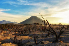 Papandayan, Pesona Kawah, Hutan Mati, dan Keindahan Alam yang Memikat