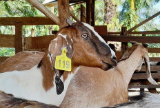 Program Ketahanan Pangan, Desa di Kecamatan Penarik Ramai-ramai Kembangkan Kambing 