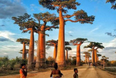 Pohon Baobab, Raksasa Afrika yang Menakjubkan di Madagaskar