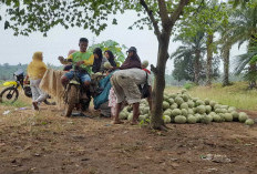 Camat Penarik Instruksikan Perangkat Desa Menanam Pohon 