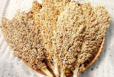 Sorgum: Tanaman Serbaguna dengan Potensi Besar  ﻿