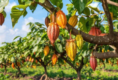 Menikmati Keindahan Kebun Kakao: Destinasi Wisata Cokelat yang Mempesona di Indonesia  ﻿