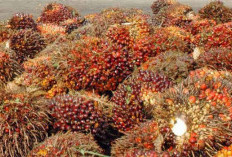 Boleh Dicoba! Pemupukan Sawit Efektif untuk Hasil Panen Optimal 