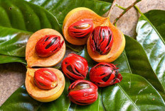 Buah Pala: Aroma Hangat dan Kaya Manfaat dari Kepulauan Rempah