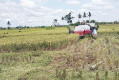 Petani Tanjung Alai Butuh Bantuan Alsintan