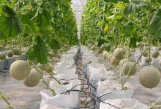 Budidaya Melon dalam Pot: Solusi Praktis untuk Kebun Rumah Anda