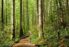 900.000 Hektar Kebun Sawit, Resmi Jadi Hutan Konservasi Milik Negara