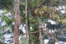 Desa Talang Sepakat Butuh Tamabahan Tiang Listrik