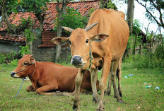 Lubuk Sanai Tiga Lanjutkan Program Ketahanan Pangan Ternak Sapi