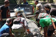 Teror Warga, Buaya Muara Dievakuasi BKSDA