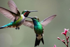  Si Mungil Penakluk Langit Menjelajahi Dunia Burung Kolibri