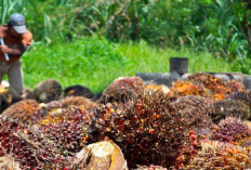 Pemanfaatan Limbah Sawit sebagai Energi Terbarukan, Menuju Kemandirian Energi dan Ekonomi Sirkular