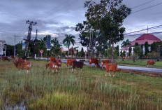 Anggota Dewan Angkat Bicara Soal Ternak Diliarkan