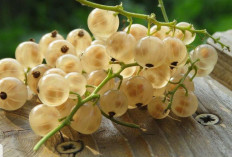 Buah White Currant Manis, Segar, dan Kaya Manfaat