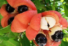 Ackee: Kelezatan Eksotis dari Jamaika yang Penuh Perhatian