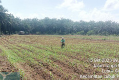 Tanaman Jagung Sadesahe Lubuk Gedang Diberi Pupuk Pertama