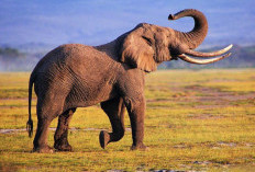 Jenis-Jenis Gajah: Perbedaan Gajah Afrika dan Gajah Asia Secara Lengkap