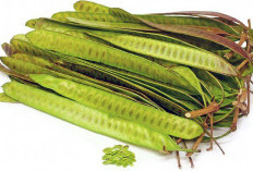 Petai Cina: Si Mungil Kaya Manfaat yang Sering Diabaikan